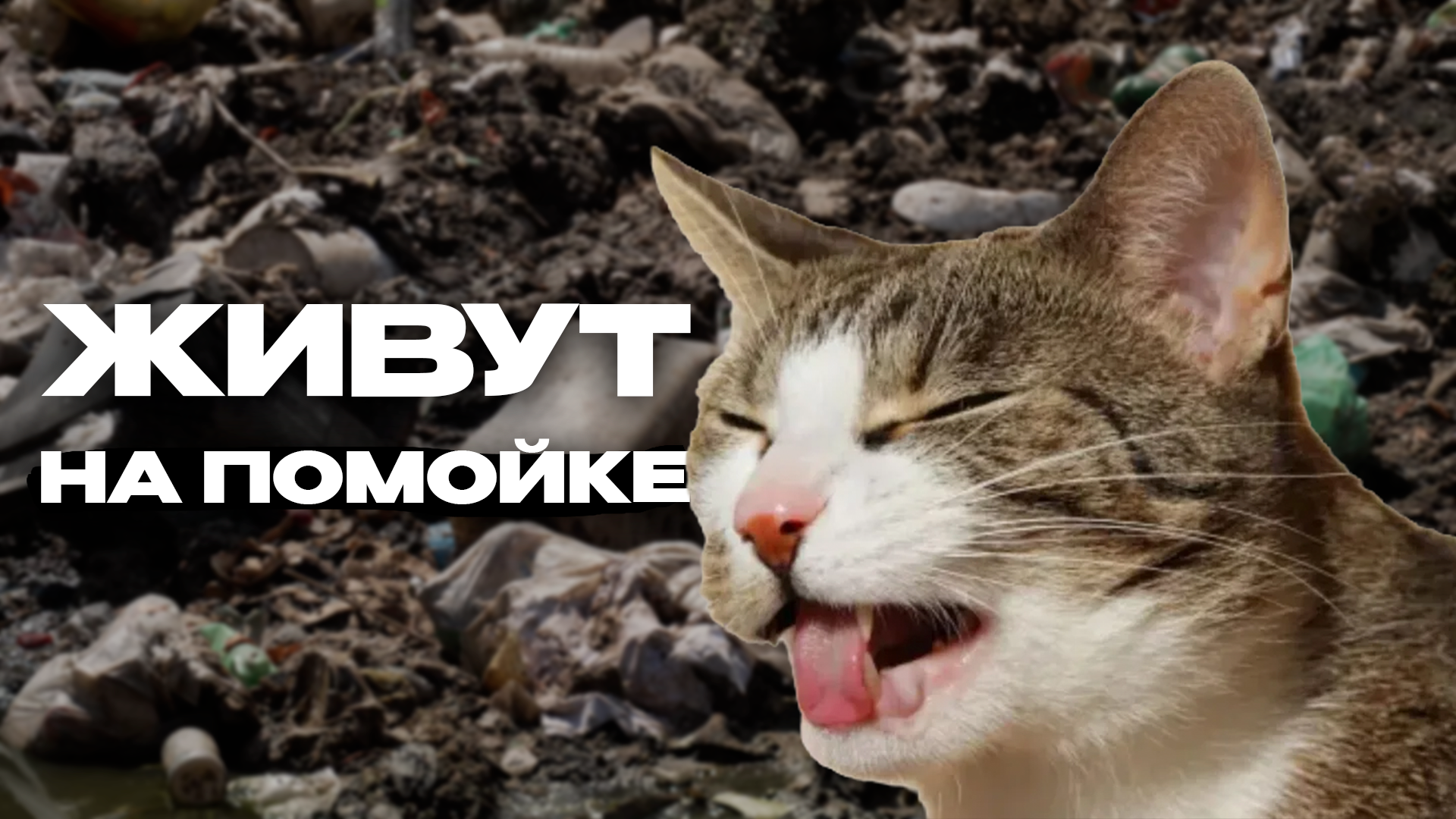 Живут на помойке