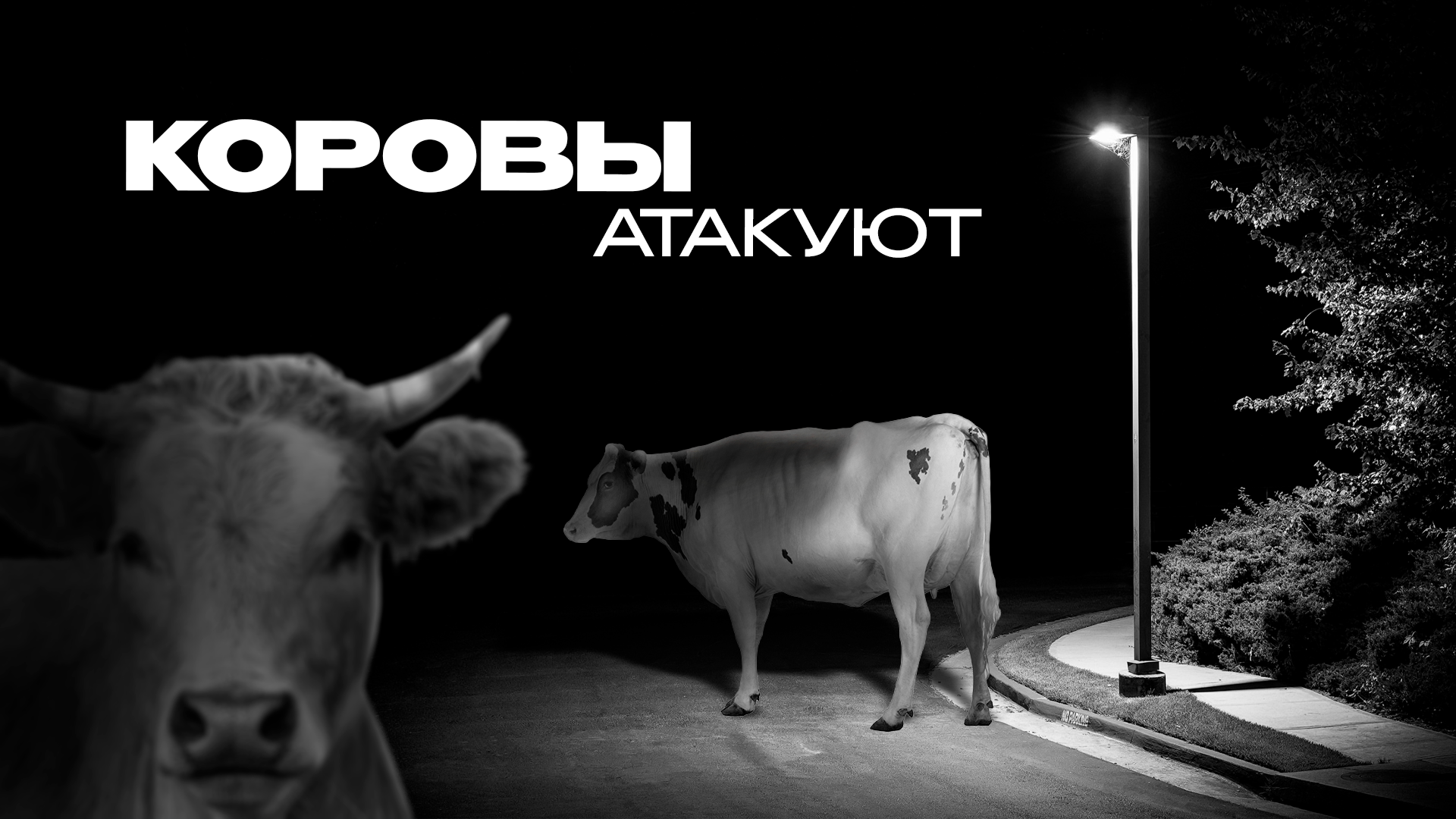 Шерловая Гора страдает от незаконного выгула скотины Preview